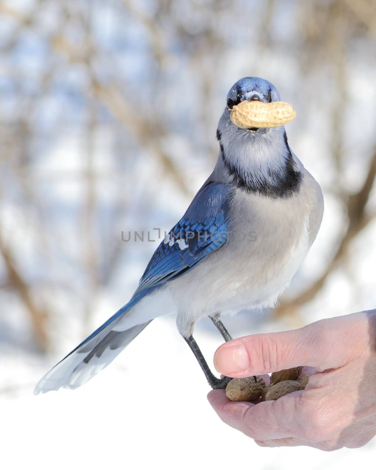 A blue jay perched on a hand with a peanut.