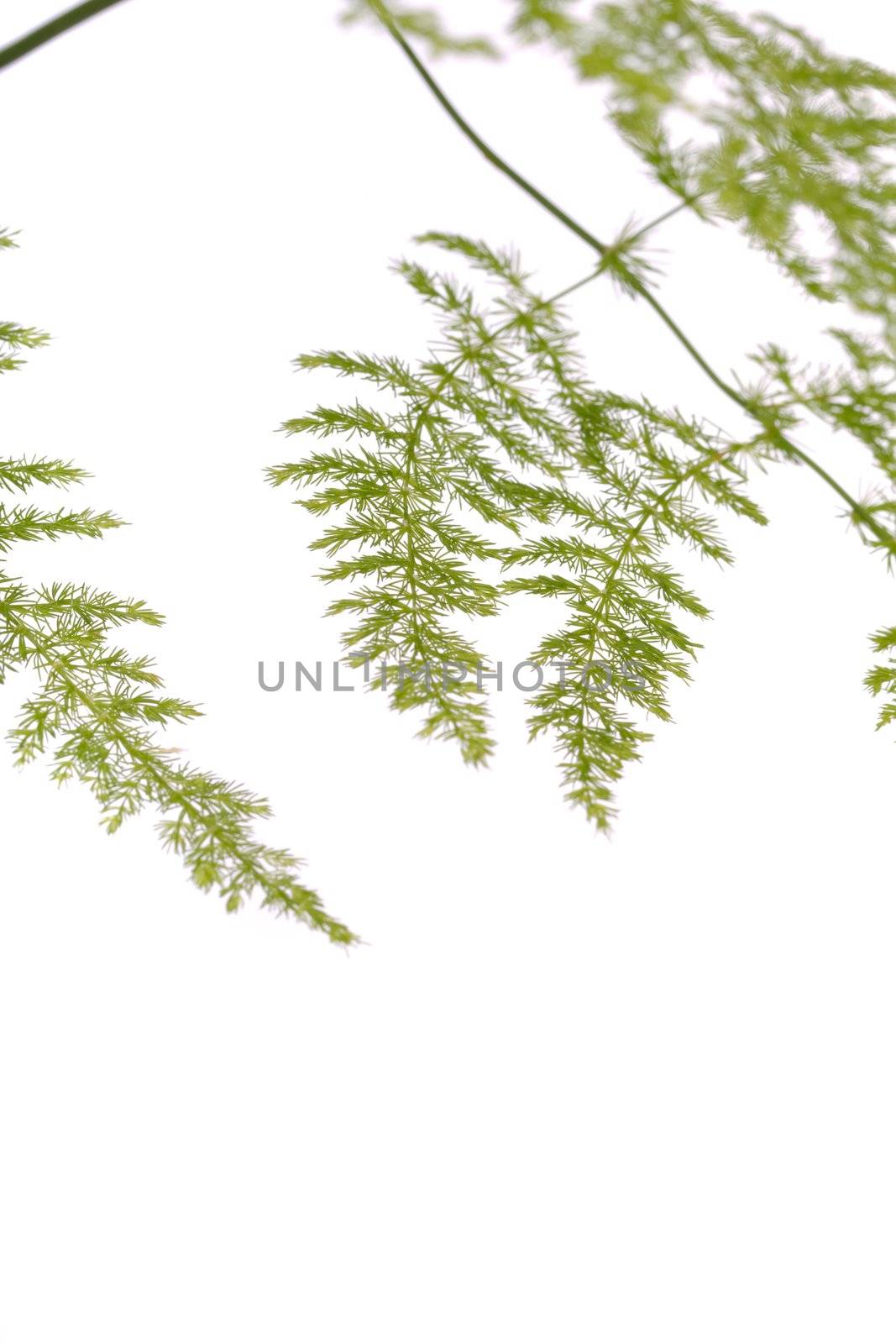 Close up view a fern asparagus garden plant isolated on a white background.