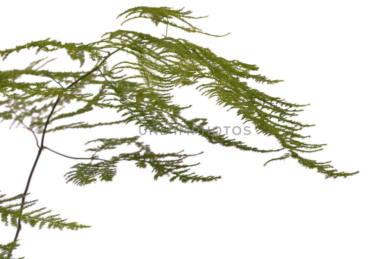 Close up view a fern asparagus garden plant isolated on a white background.
