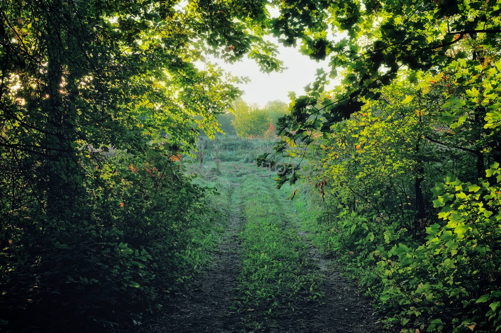 Rural path between trees in the early morning