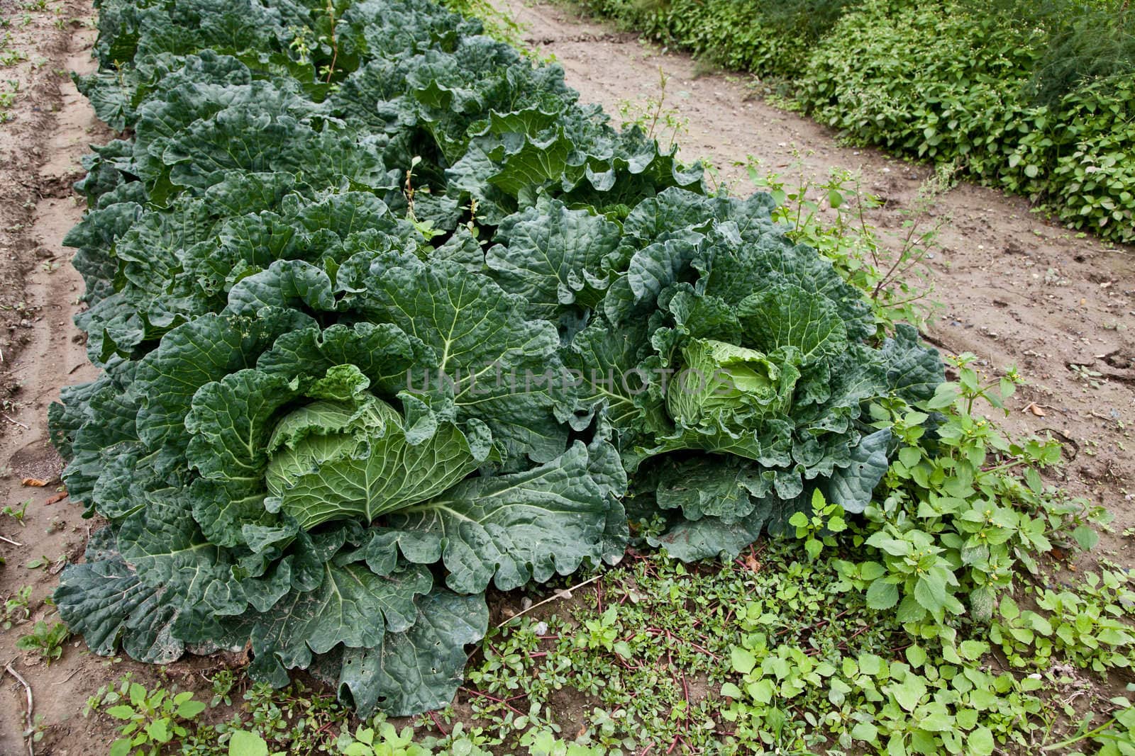 Italian cabbage, cultivated without pesticides in a local farm