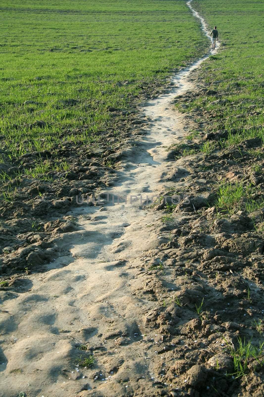 nature field path, small figure in background,