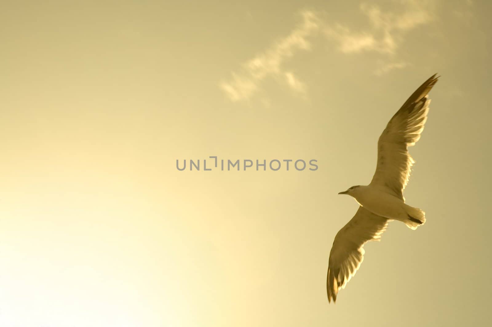 photo of above flying sea-gull, brown colored