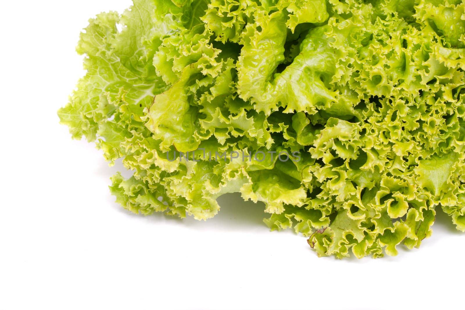 Close up view of some fresh green lettuce isolated on a white background.