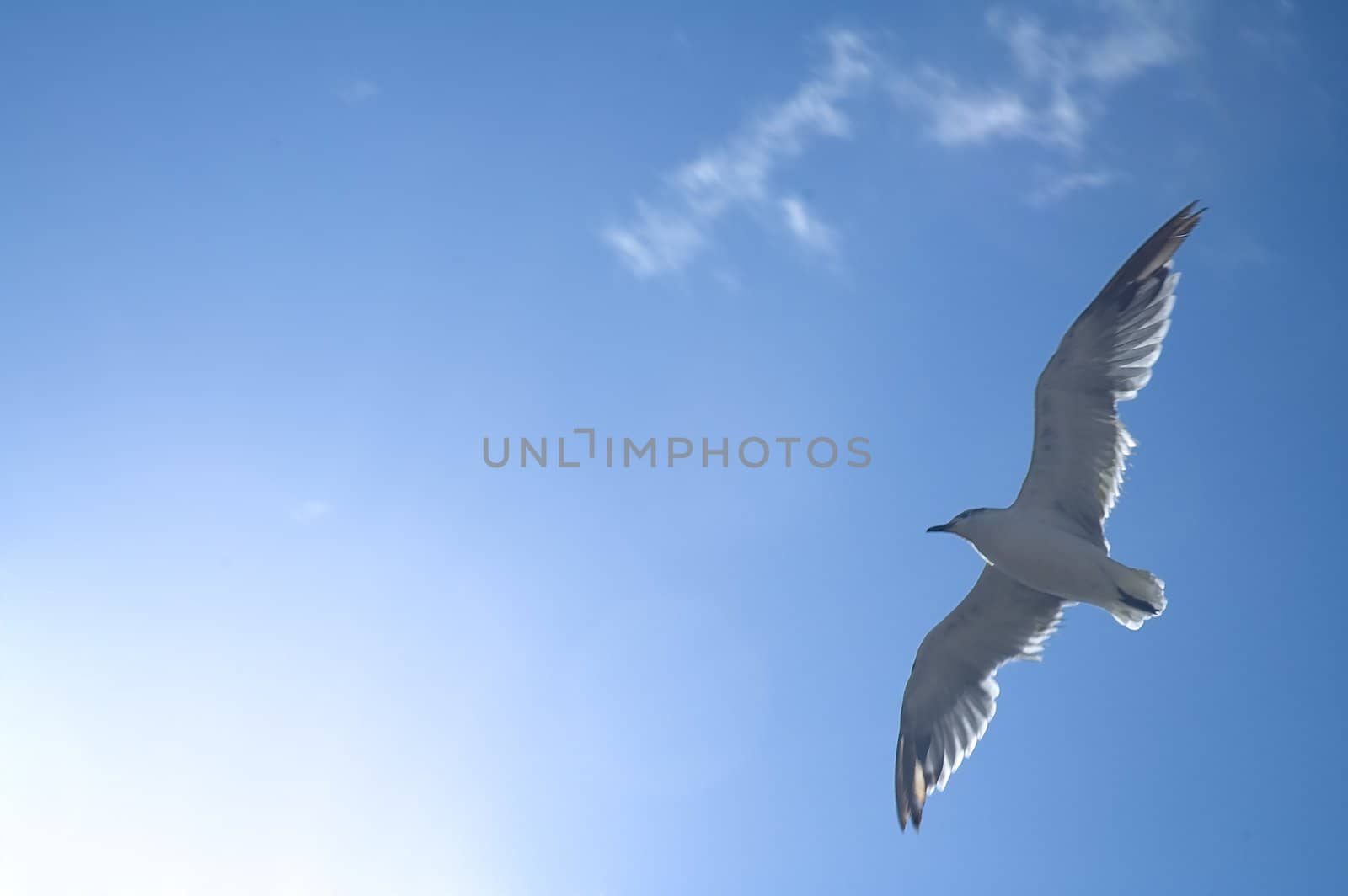 white sea gull flying above, blue sky, hot sun