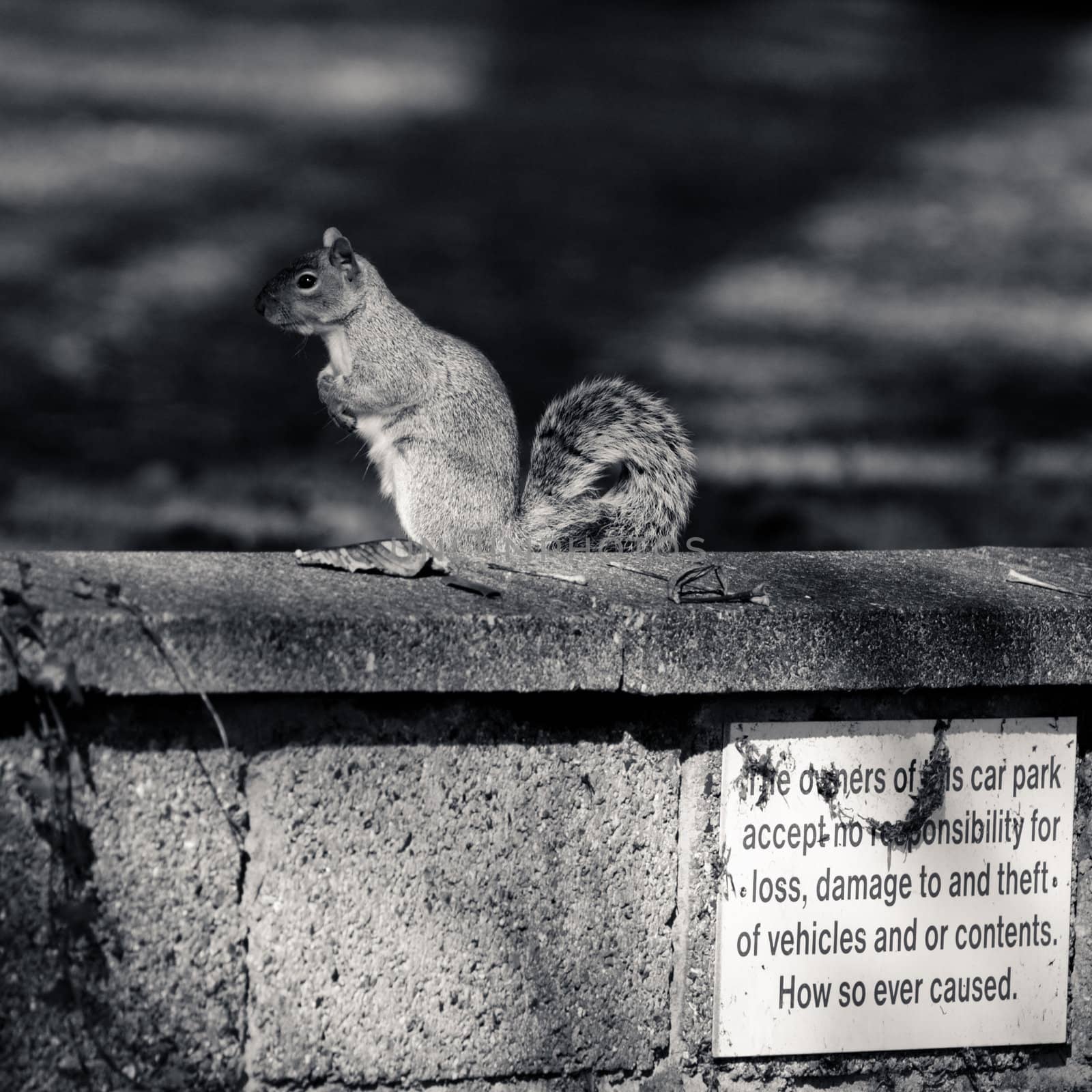 Grey squirrel on the wall