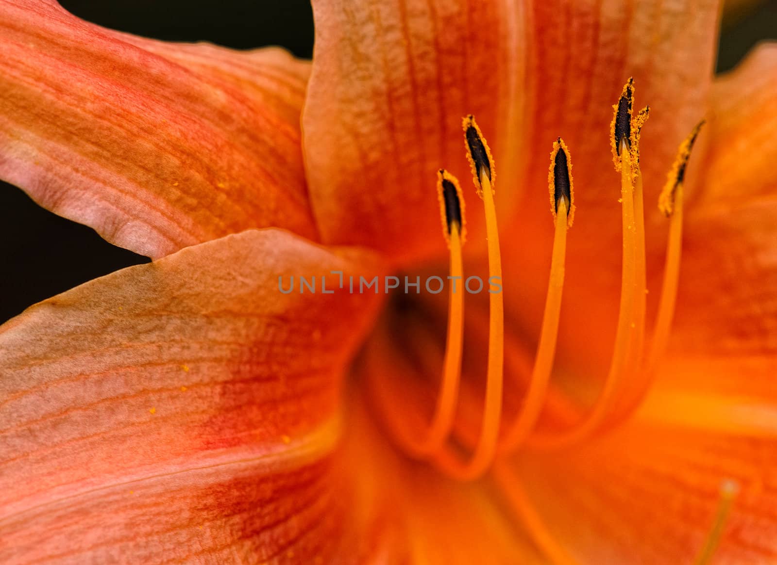 Close up macro picture of a beautiful flower