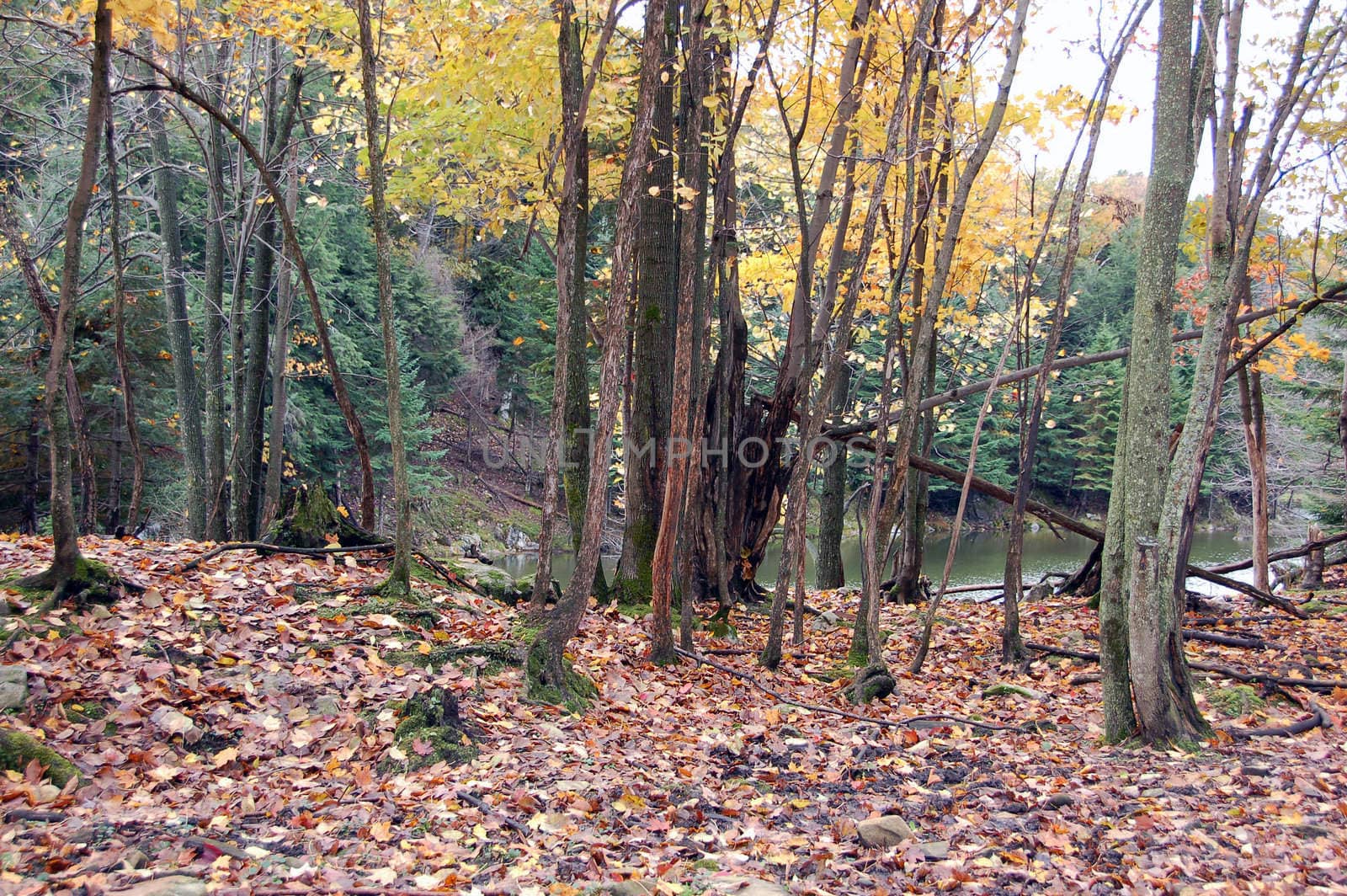 Picture of a forest and a lake in autumn