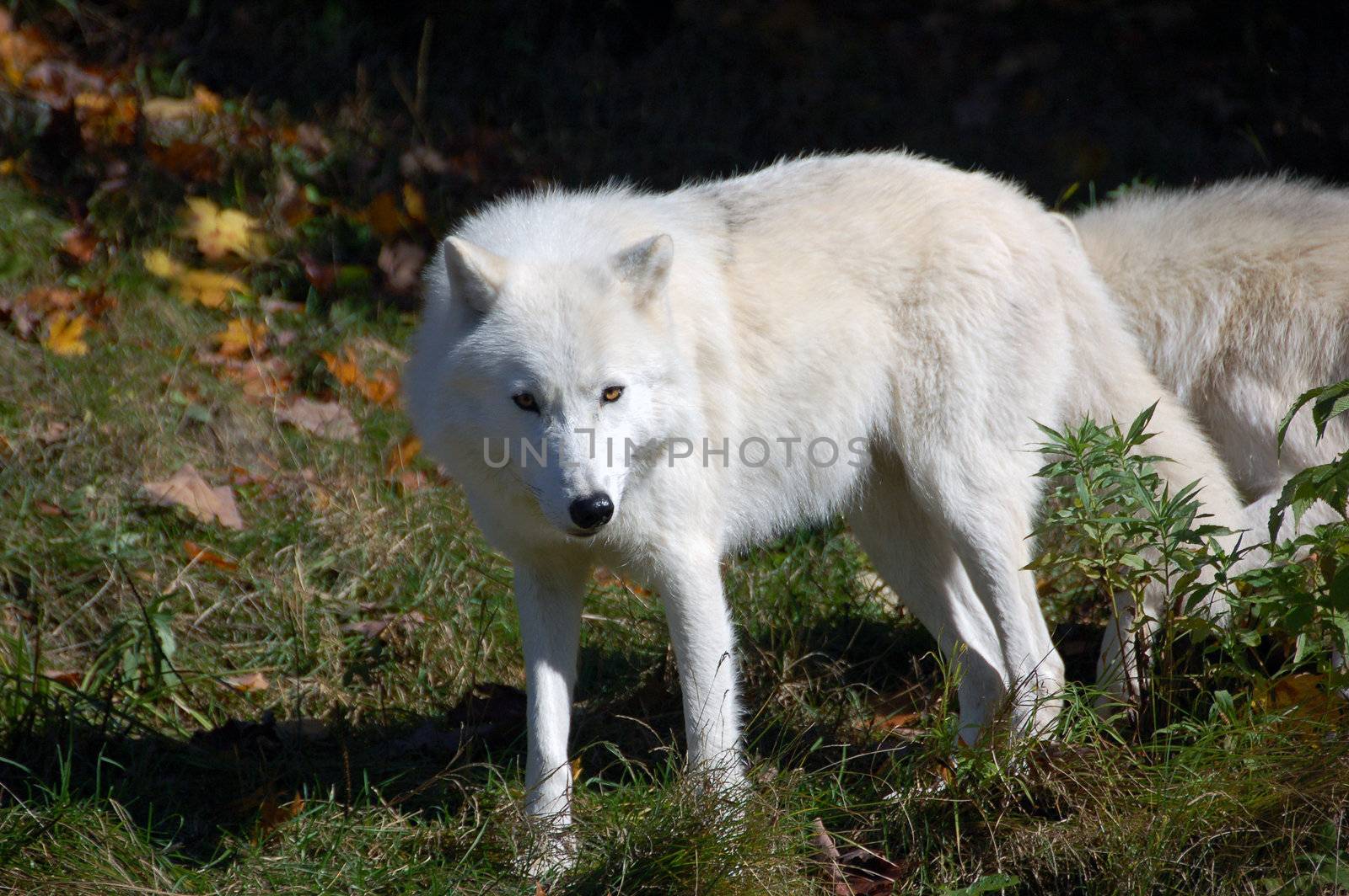 Arctic wolf in a majestic forest in autumn