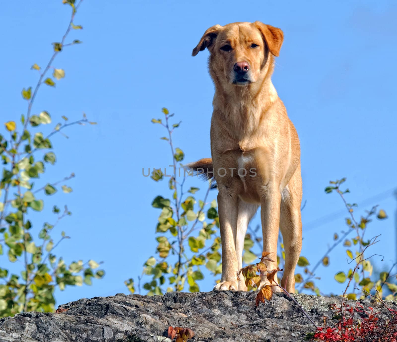 Picture of a beautiful yellow Labrador dog outside