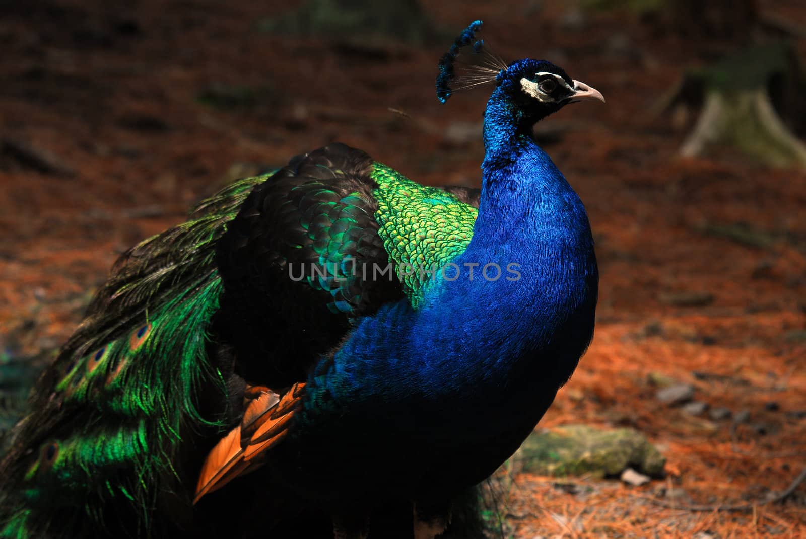 Closeup picture of a very colorful Indian Peafowl