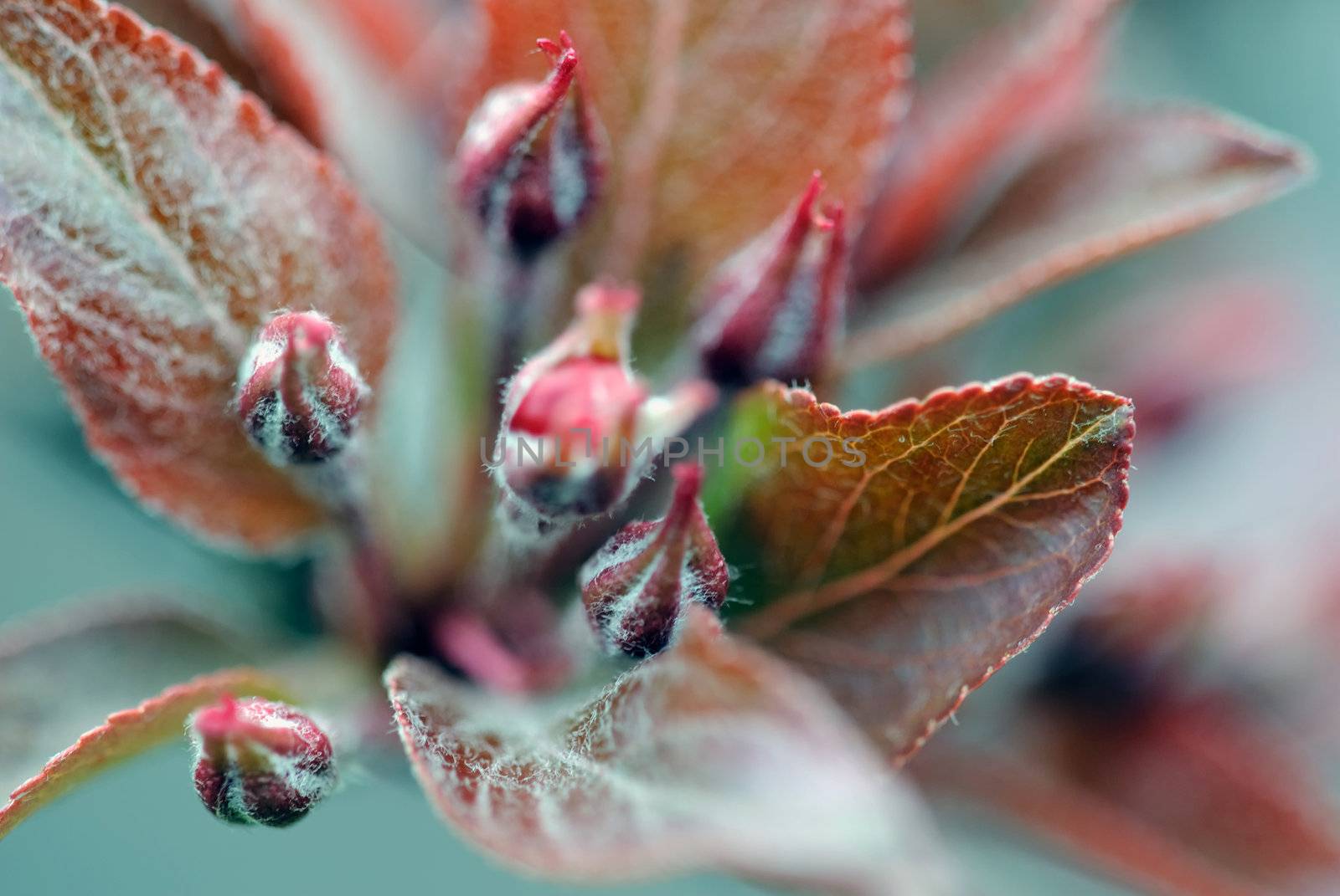 Crabapple flower bud by nialat