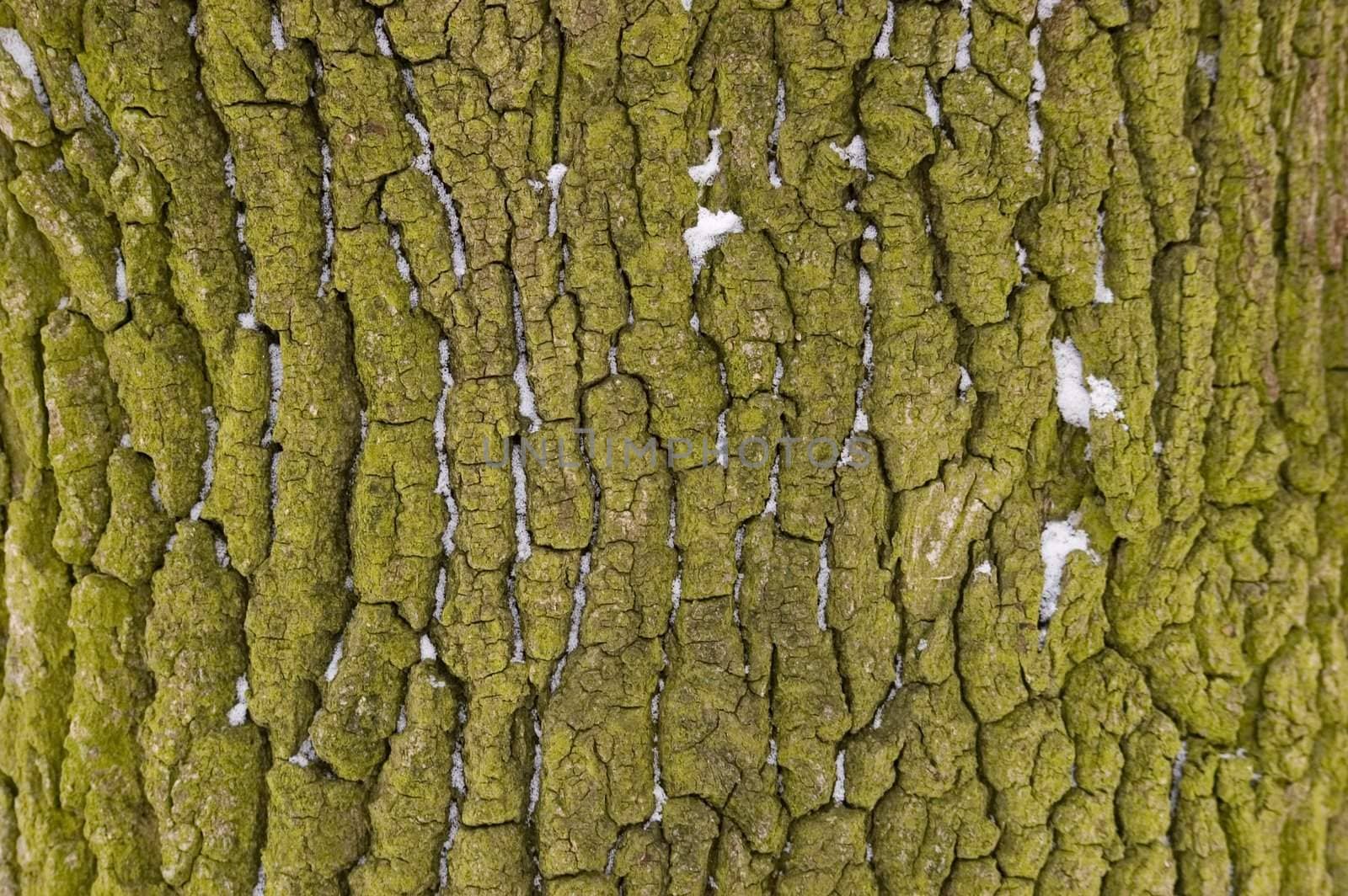 Green tree bark in winter with a little snow. Winter in Polish forest around Wroclaw city.