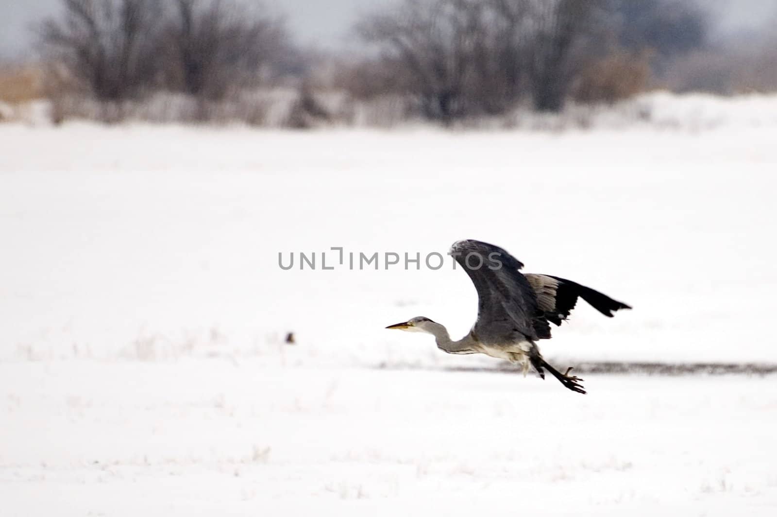 Crane birds in their natural environment in winter. Meadows covered with snow around Wroclaw city, Poland.