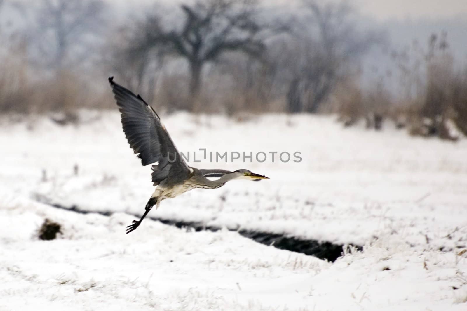 Crane birds in their natural environment in winter. Meadows covered with snow around Wroclaw city, Poland.