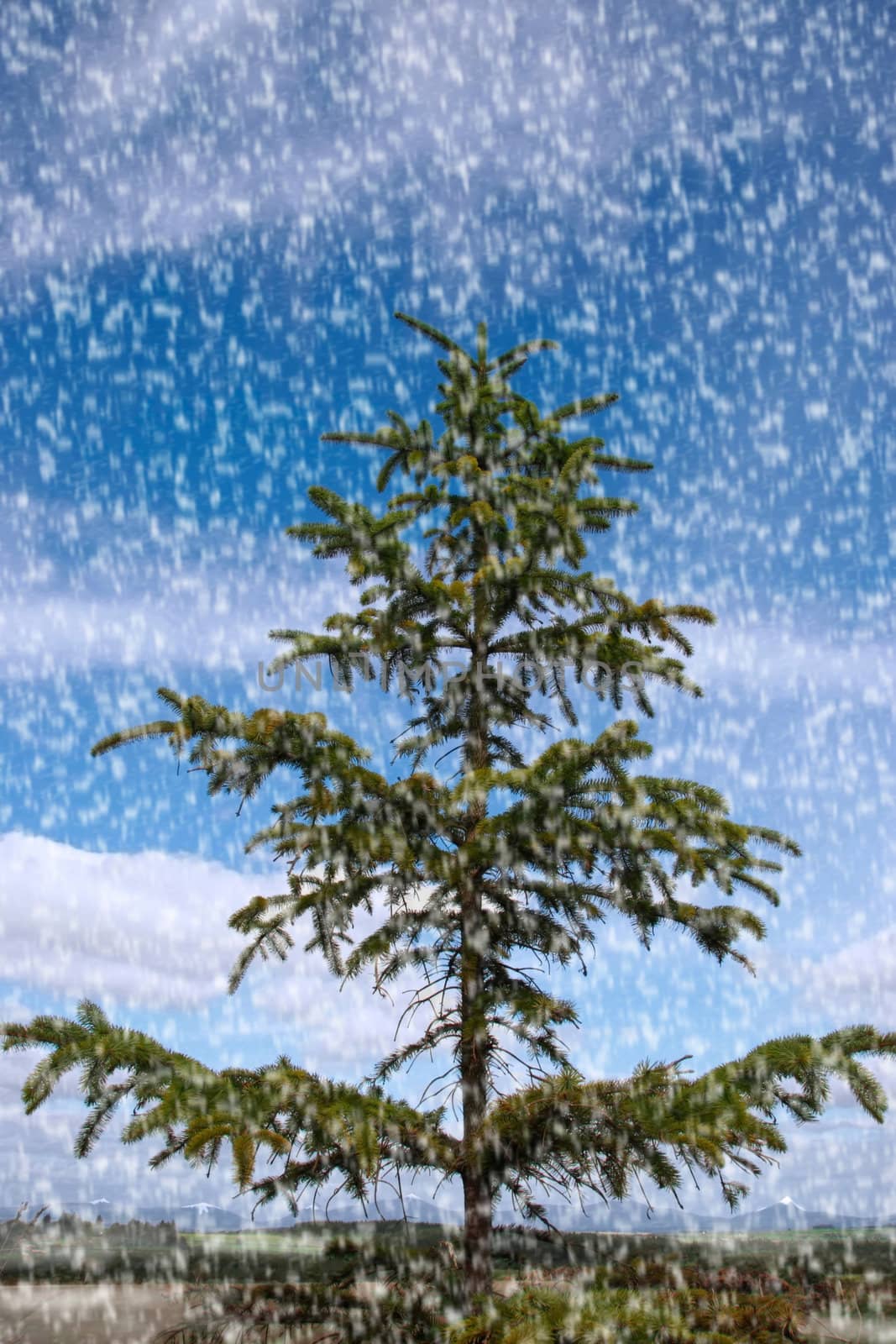 a lone conifer tree against a cloudy scenic background