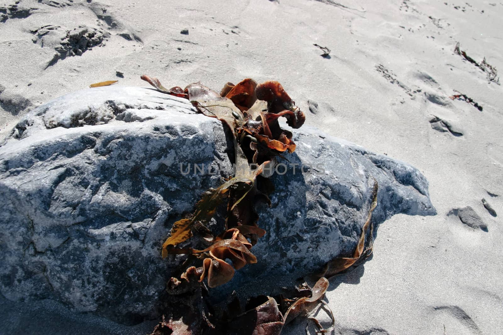 seaweed caught on a rock on a white sandy beach