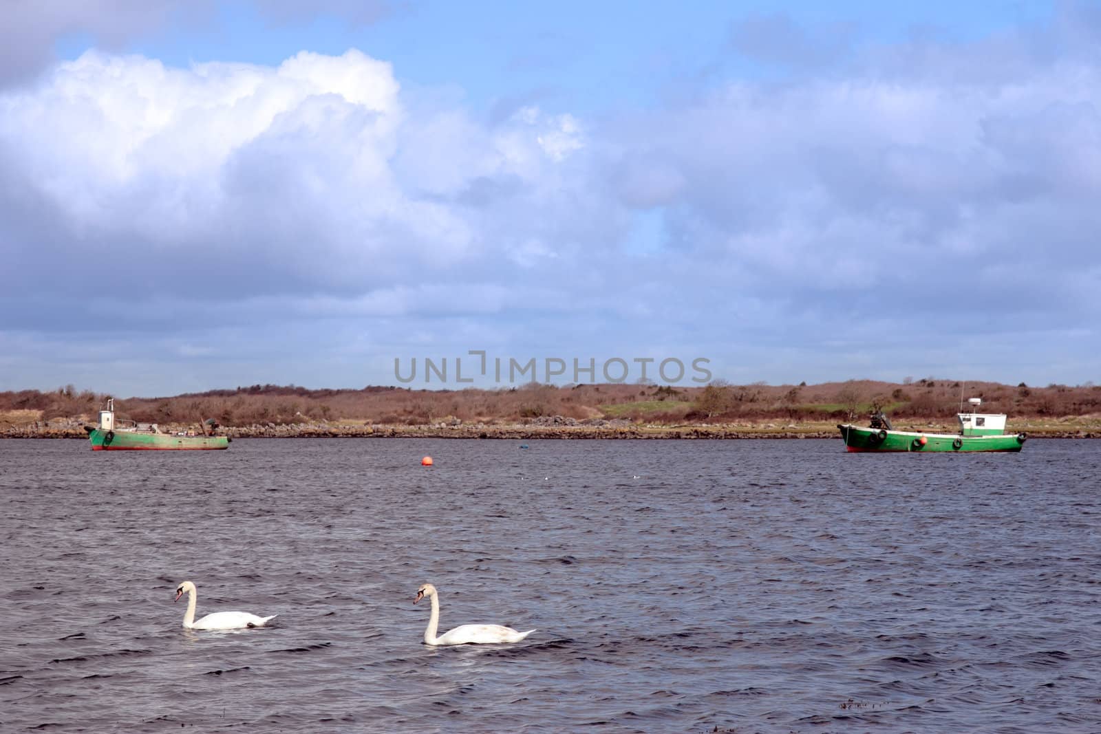 two white beautiful swan in the water with trawler in background