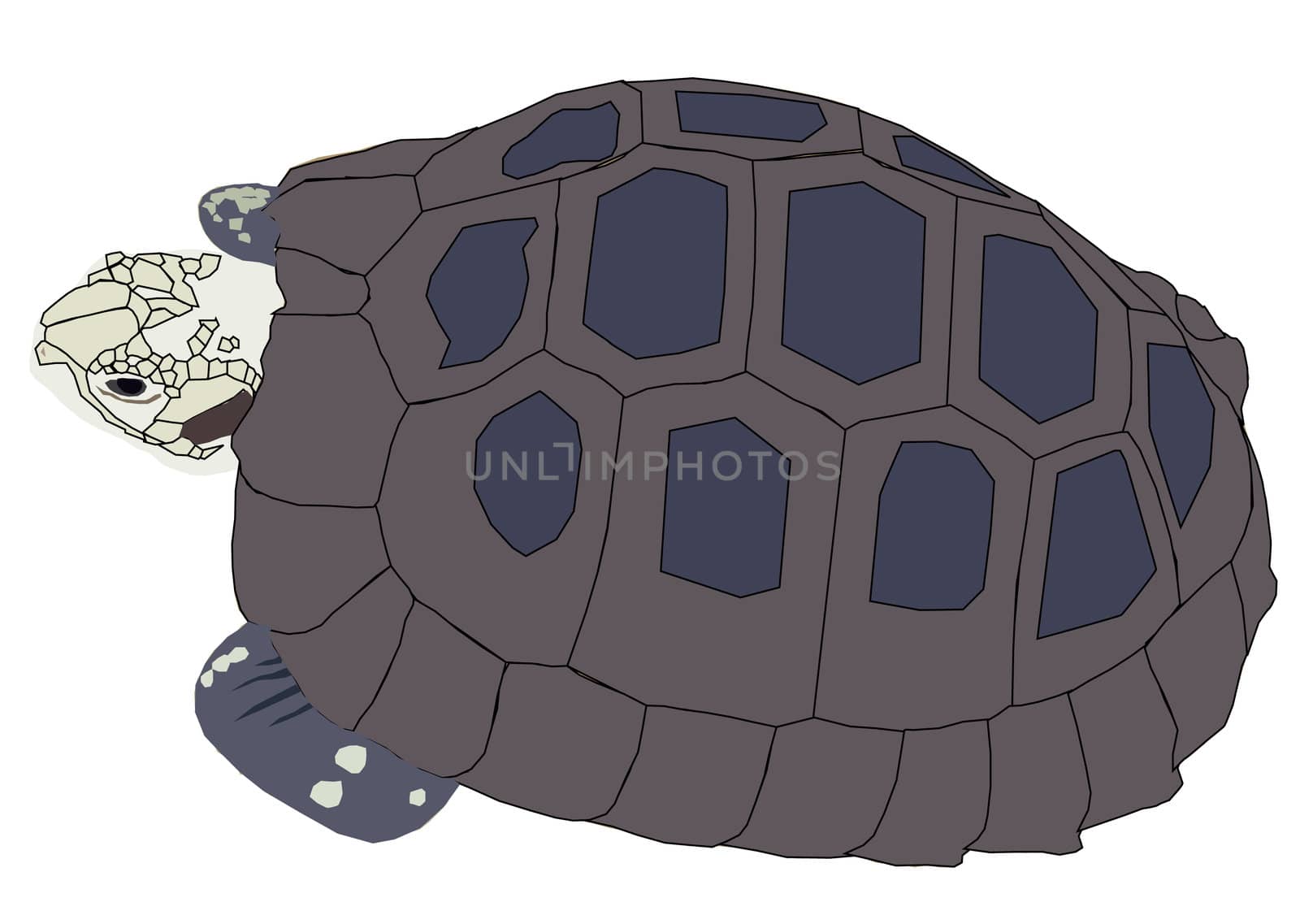 Vector illustration of a turtle isolated on white background