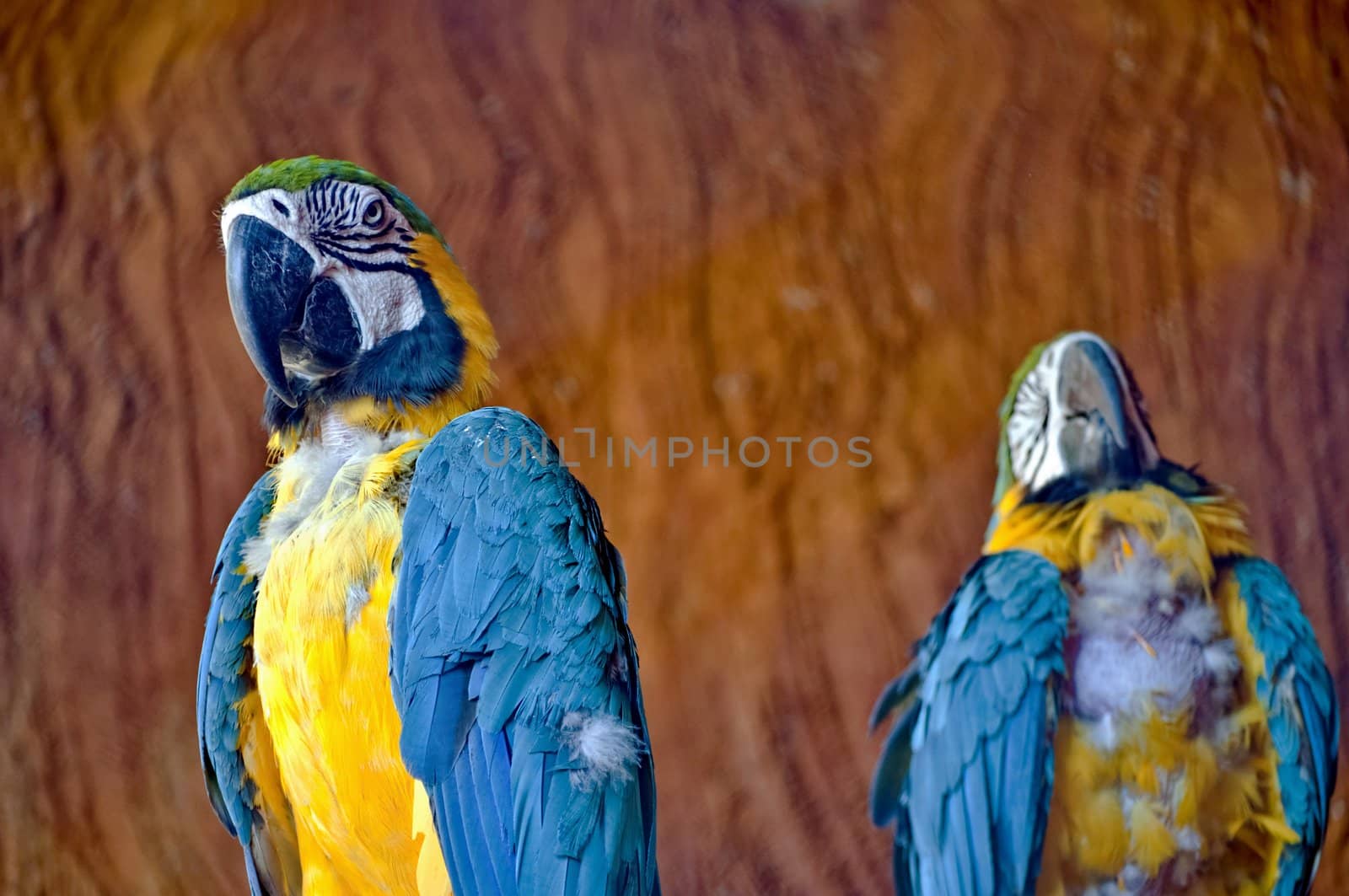 Wild blue and yellow macaw watching the camera