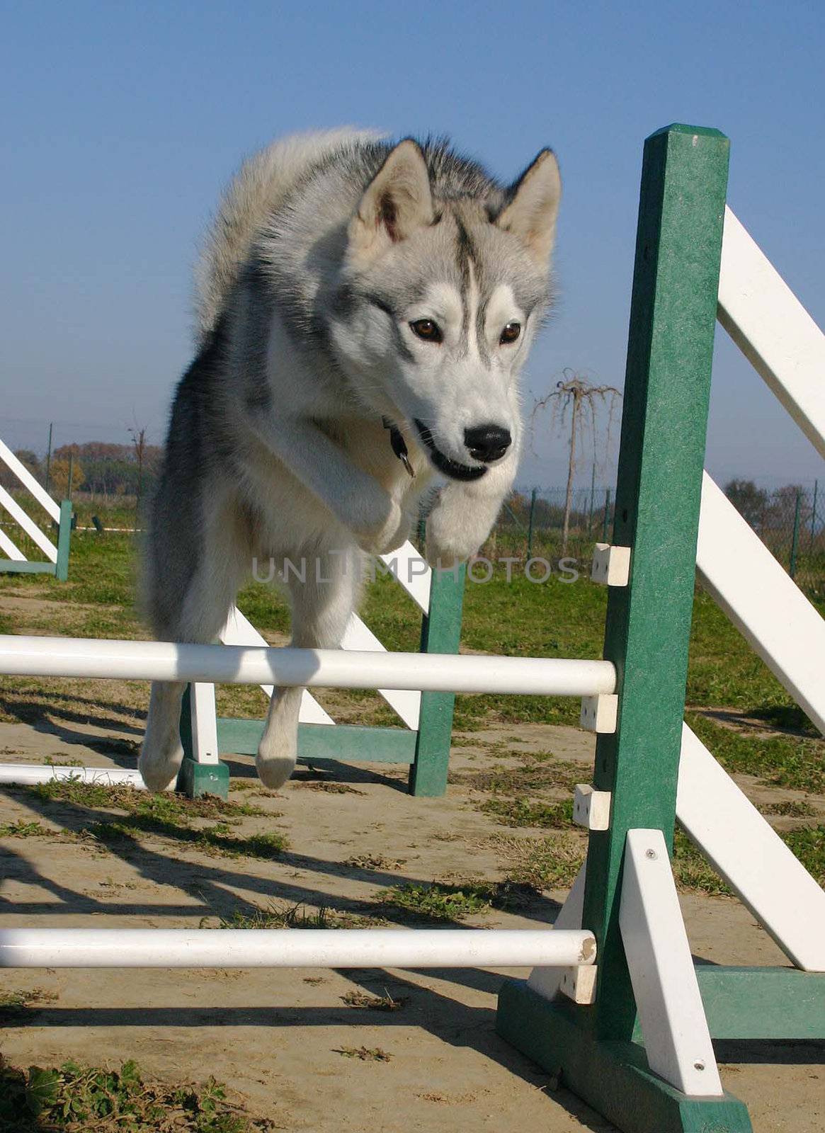 jumping siberian husky