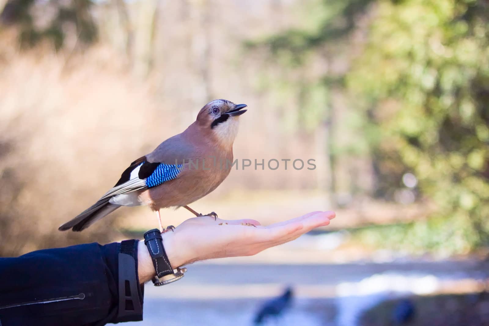 Eurasian jay standing on male palm