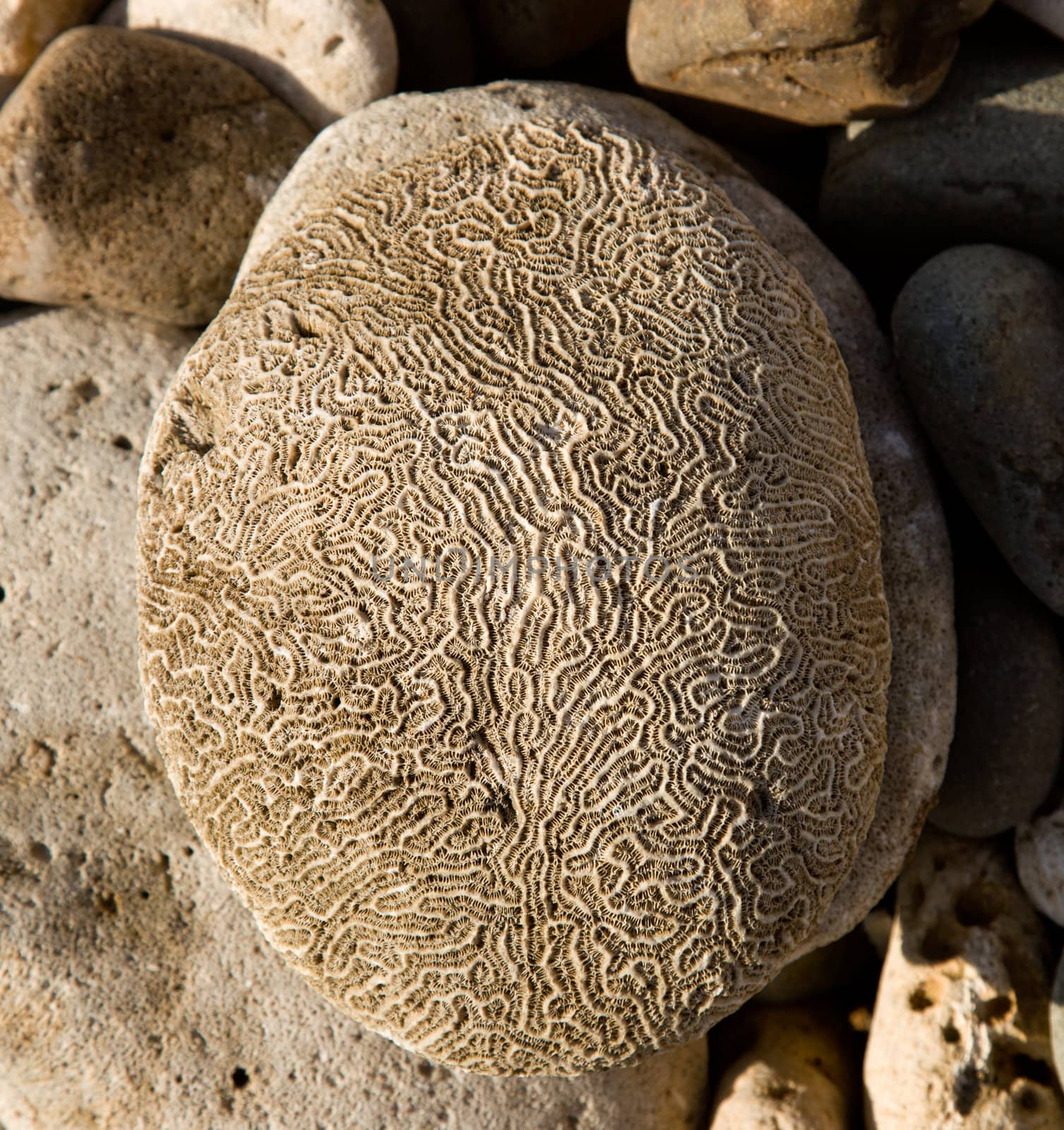 Rippled rock looking like brain by steheap