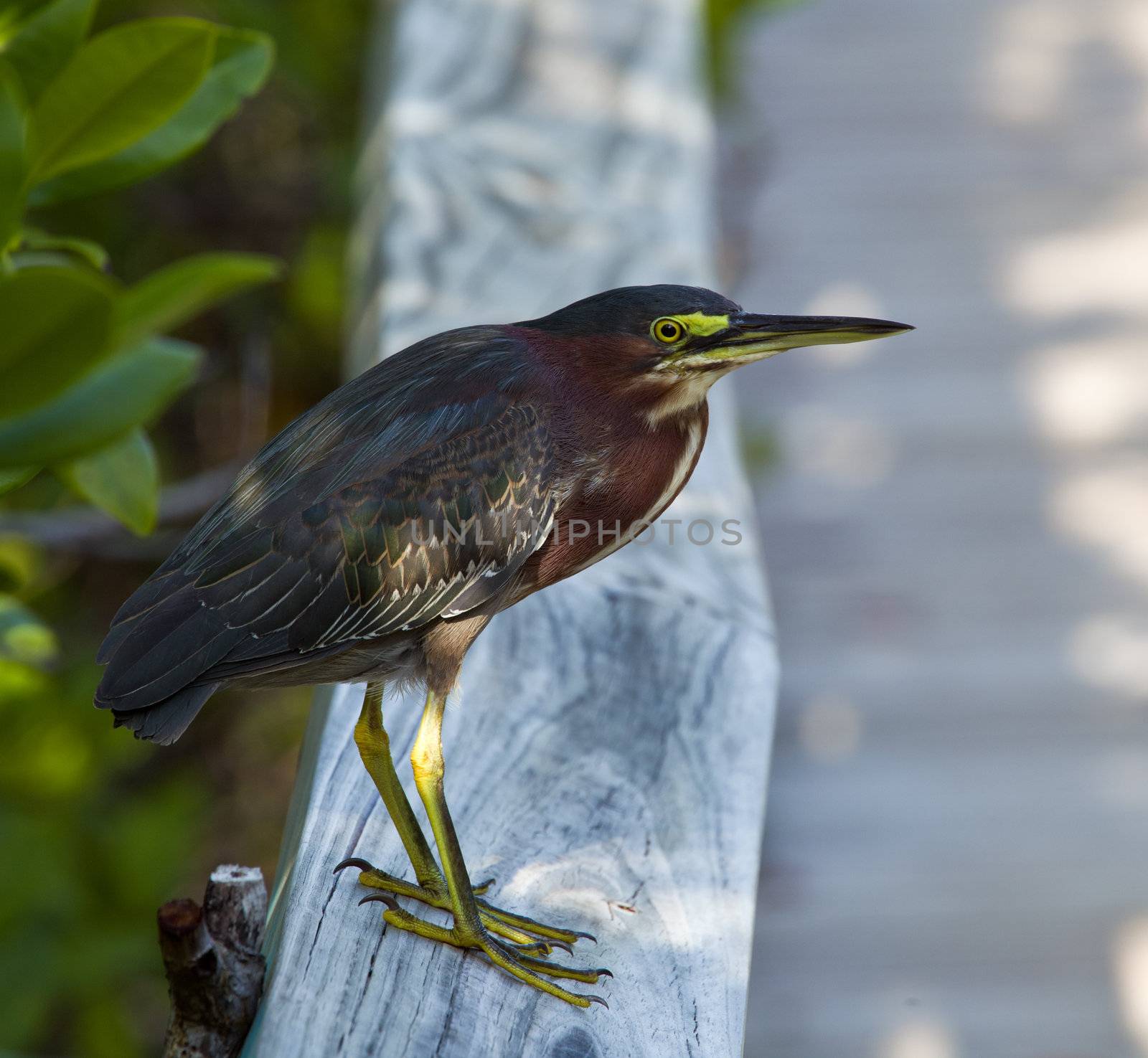 Green Heron on fence by steheap