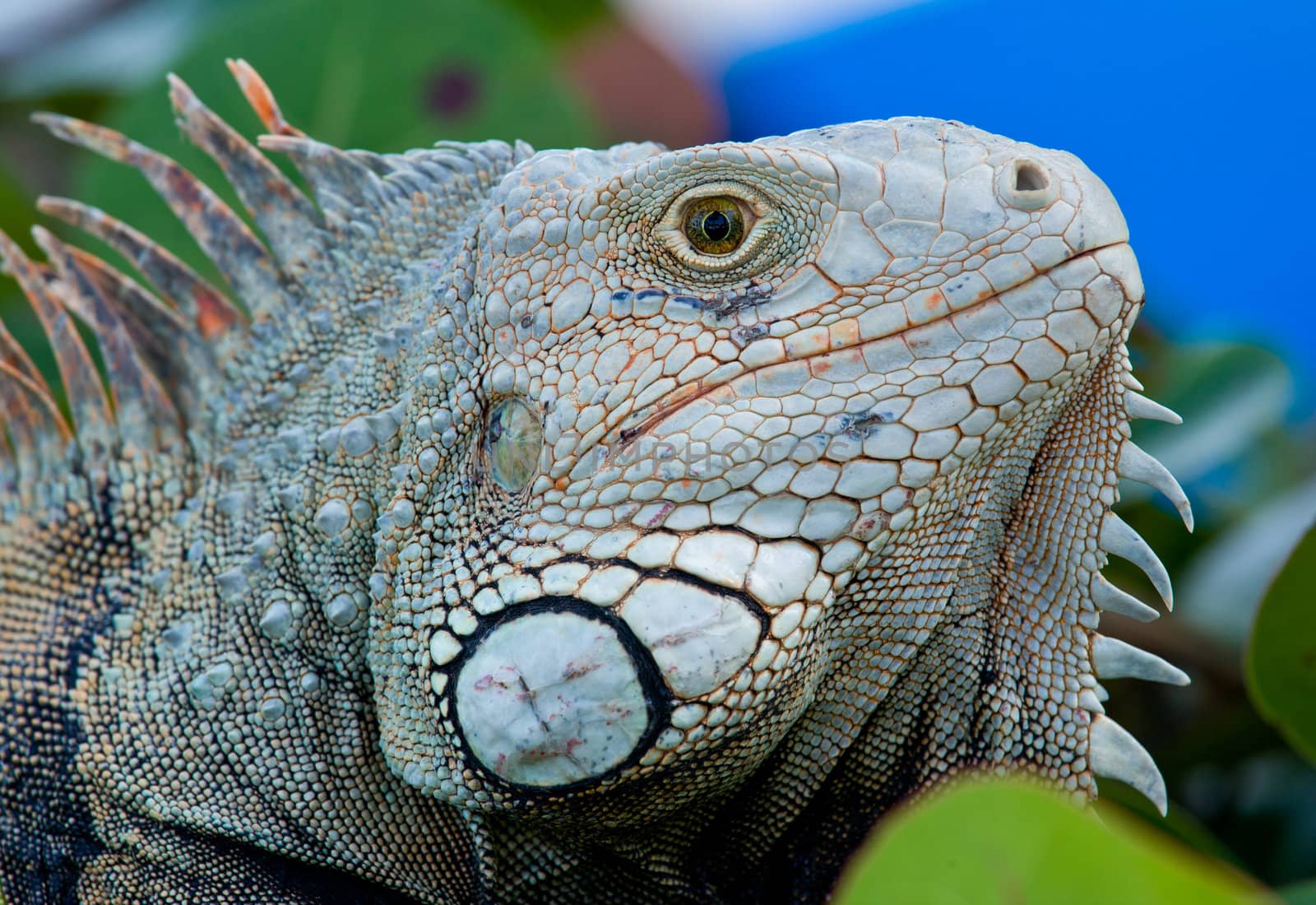 Close up image of the eye of an iguana with scaly neck and mouth