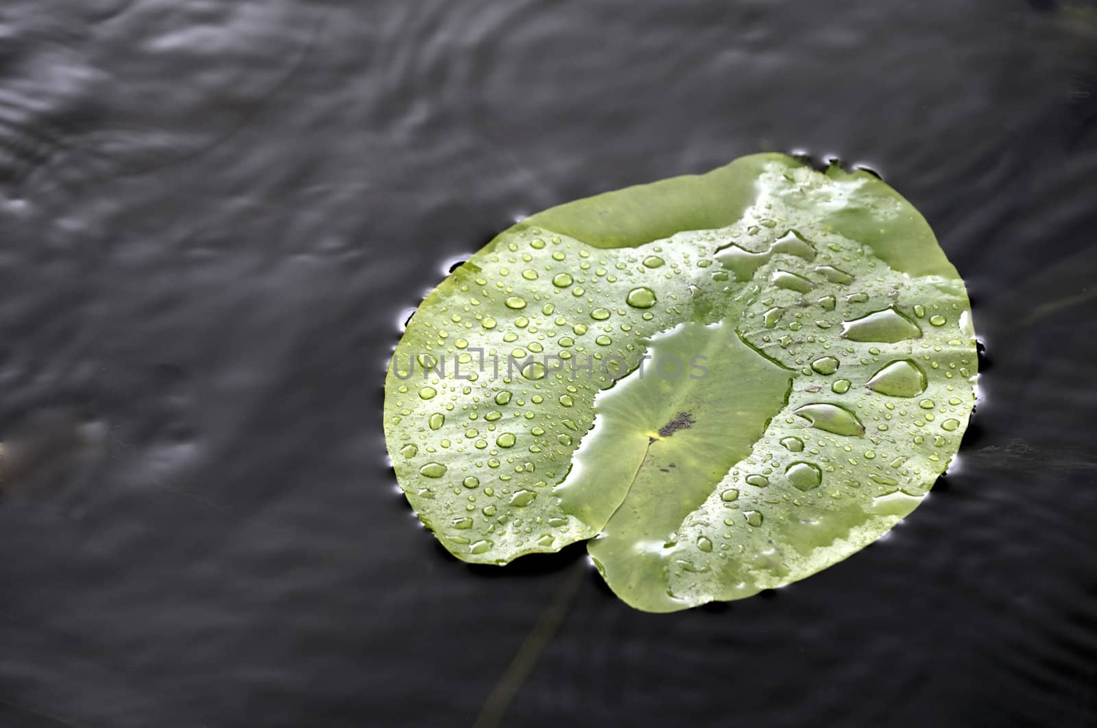 Lily pad at river with reflected sky on a cloudy day. Autumn