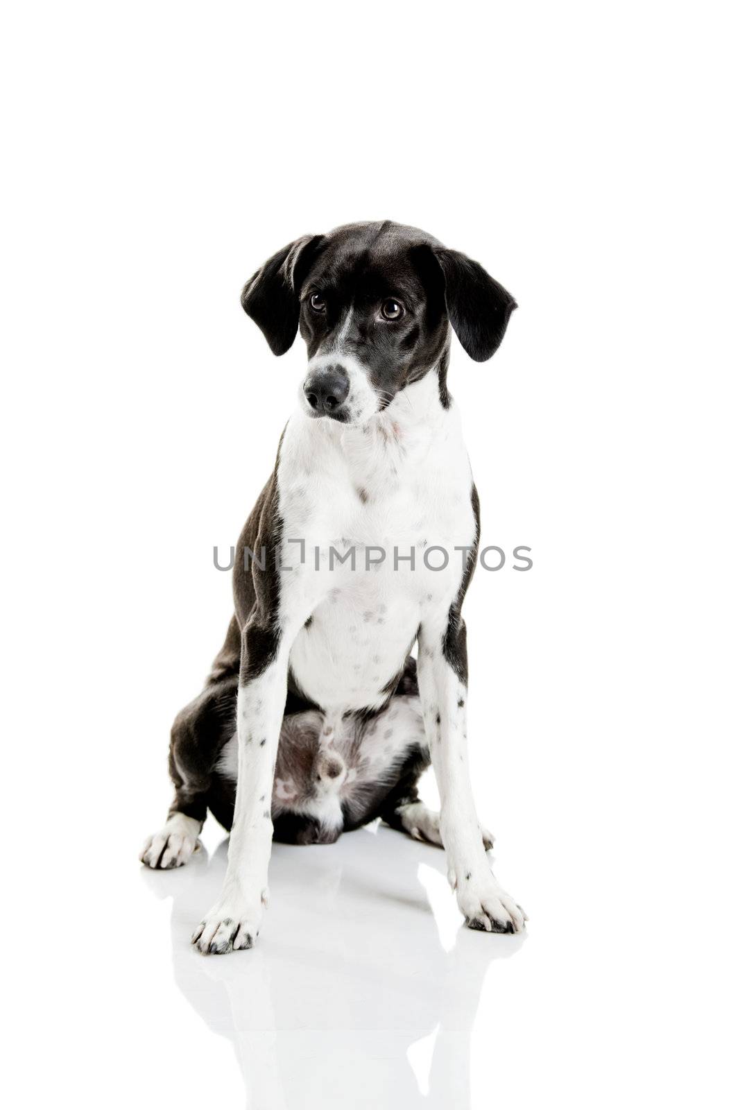 Beautiful mixed breed dog sitting over white background