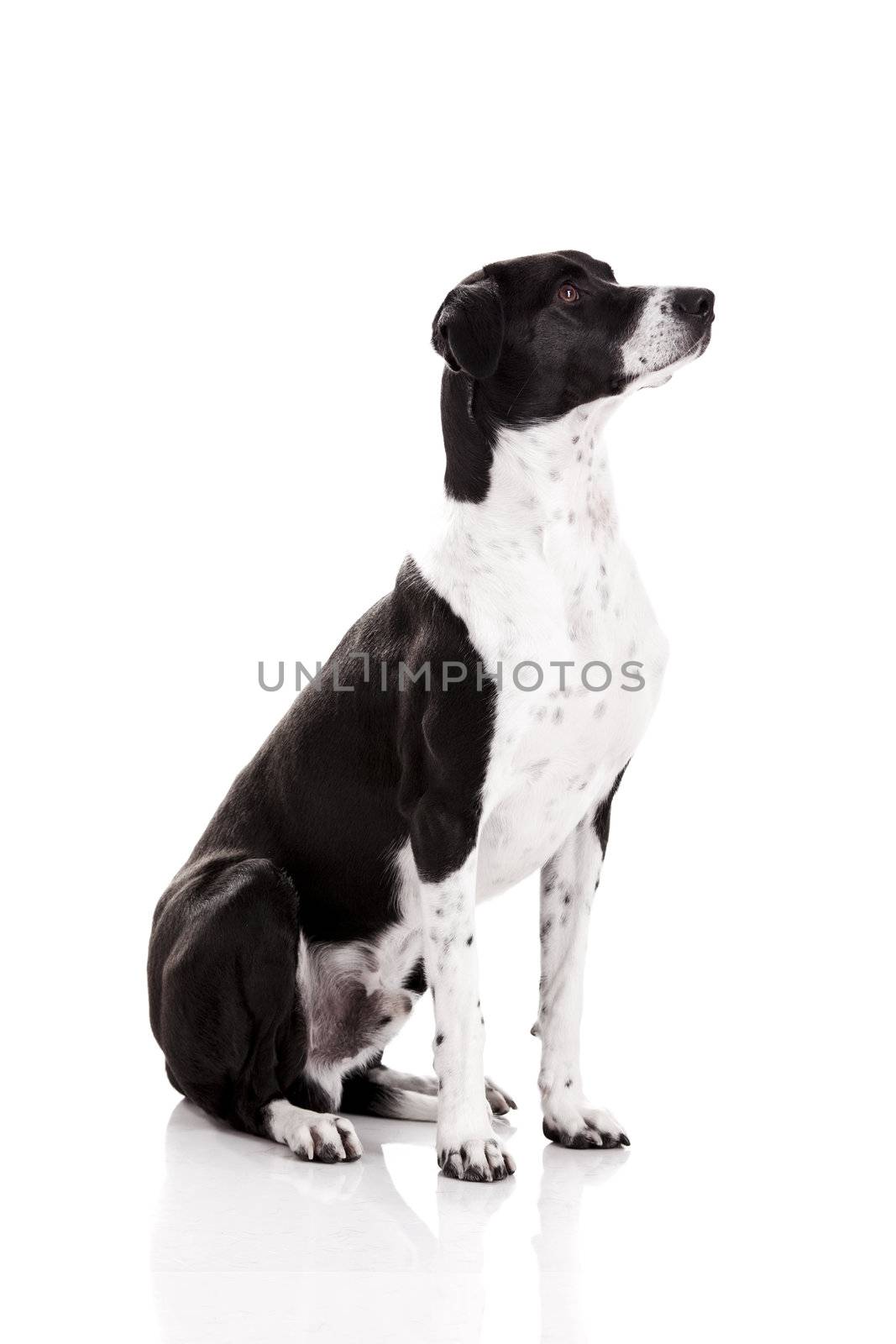 Beautiful mixed breed dog sitting and isolated on white background