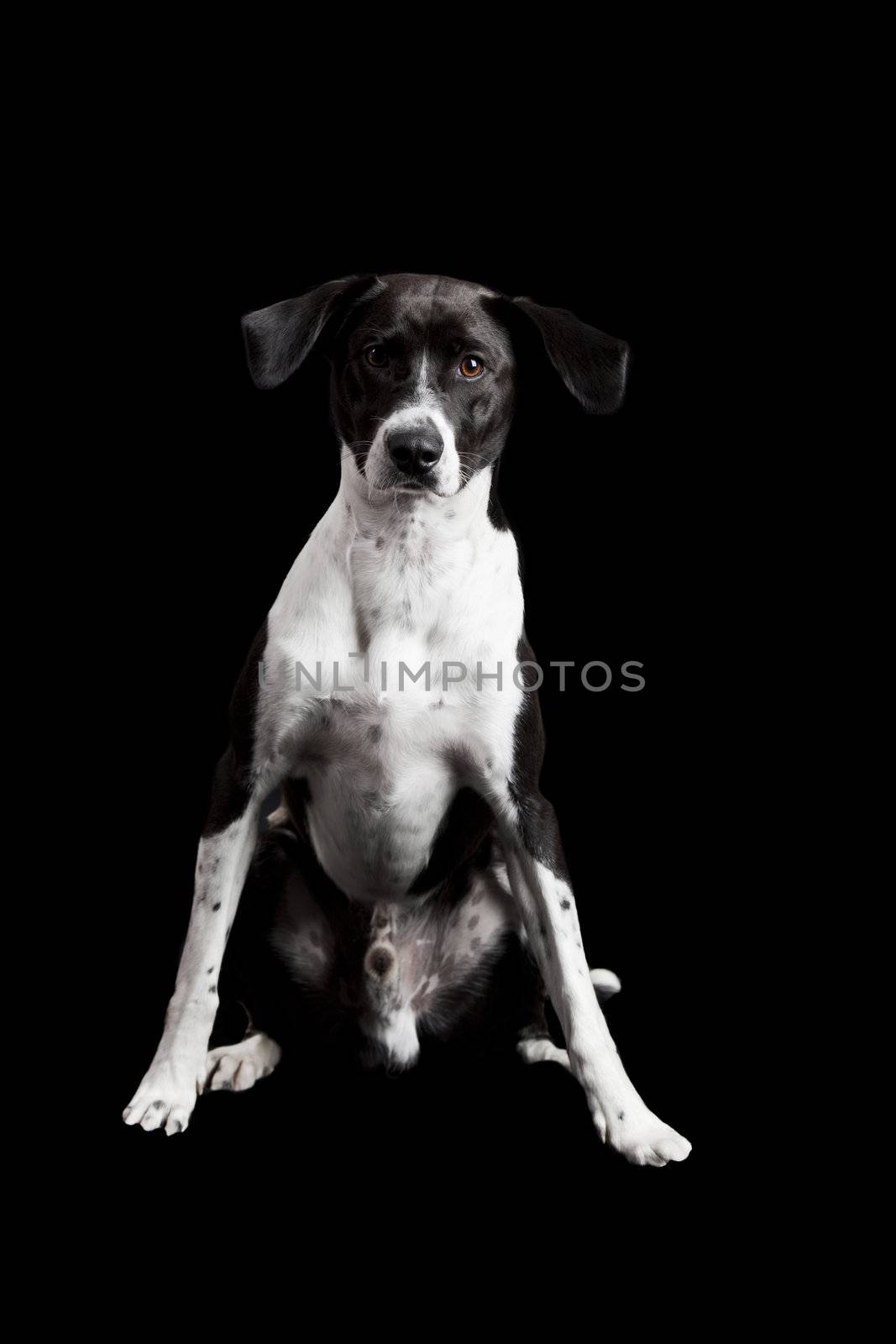 Beautiful dog sitting on the floor, isolated on black