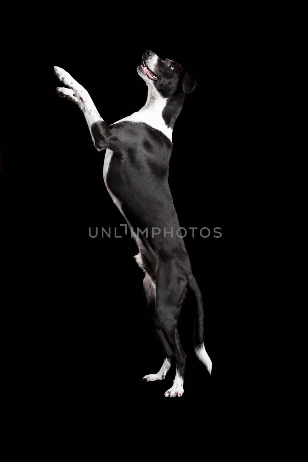 Beautiful mixed breed dog, standing over black background