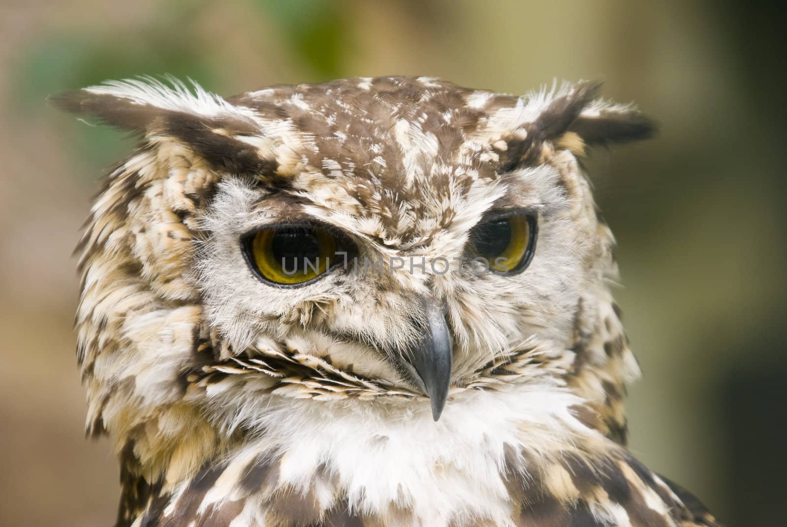 Close up of Ethiopian Eagle Owl (Bubo Capensis Dillonii)