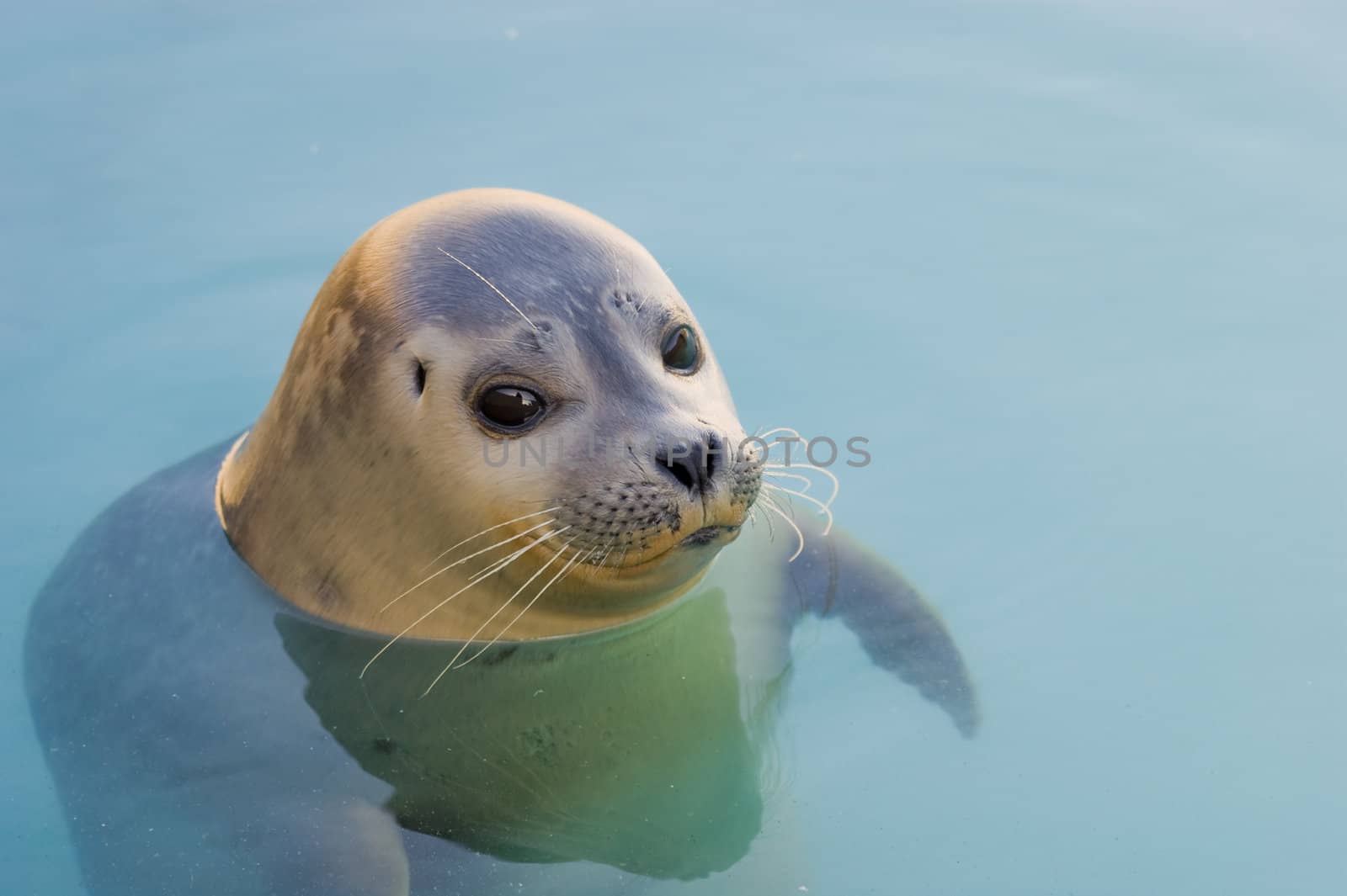 Rescued Harbour Seal or common seal (Phoca Vitulina)
