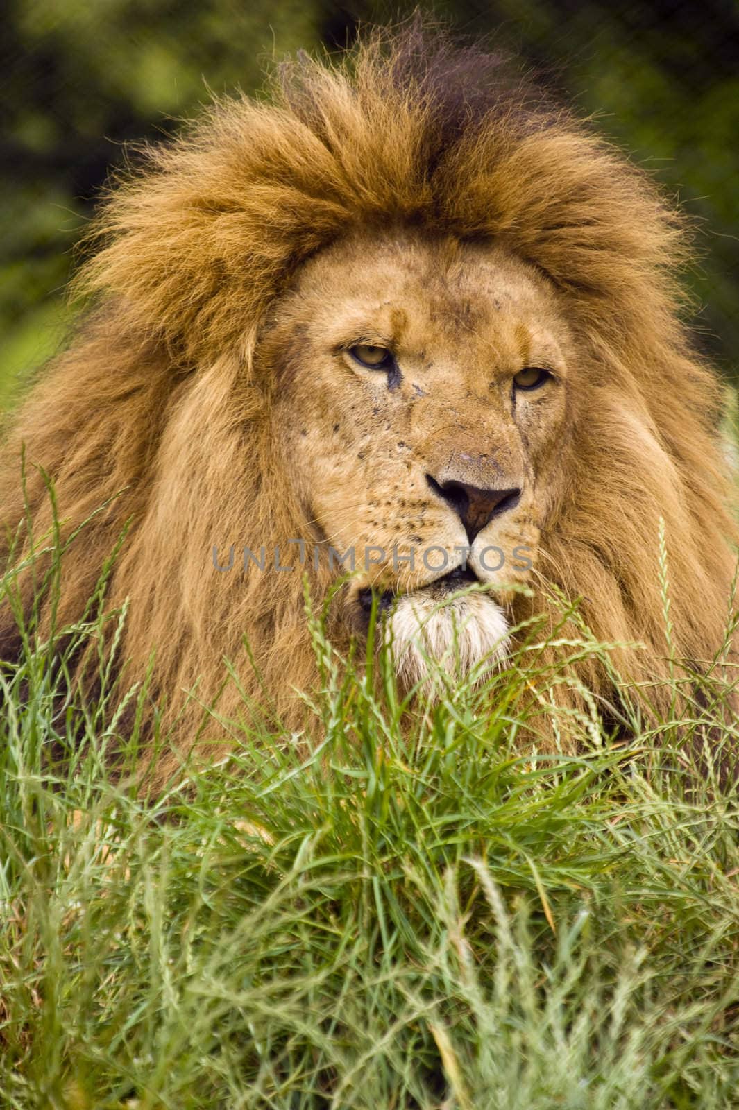 Close up of a Lion (Panthera leo)