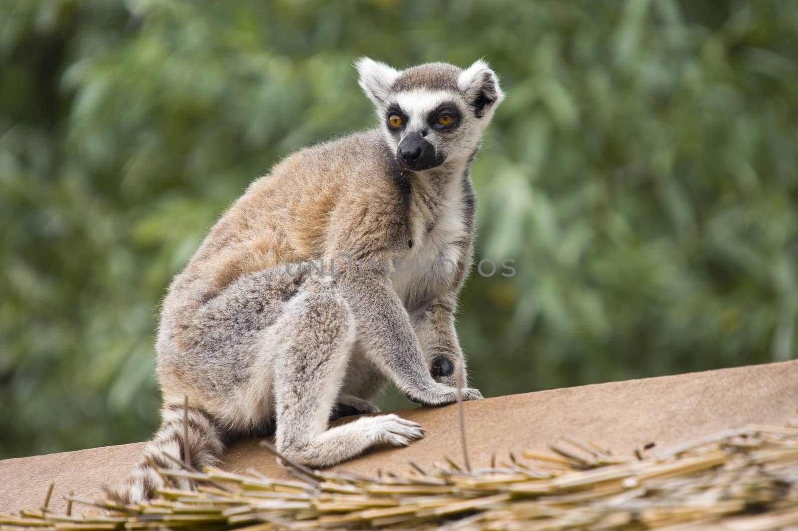 Close up of Ring Tailed Lemur (Lemur catta)