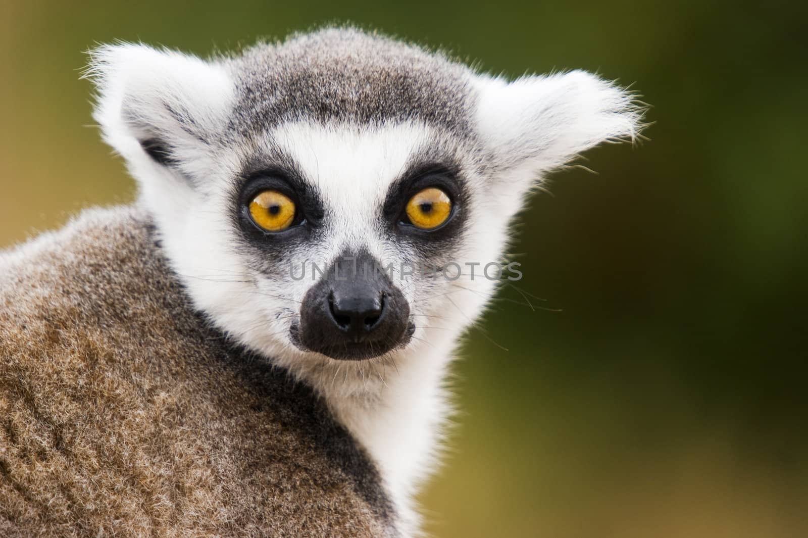 Close up of Ring Tailed Lemur (Lemur catta)