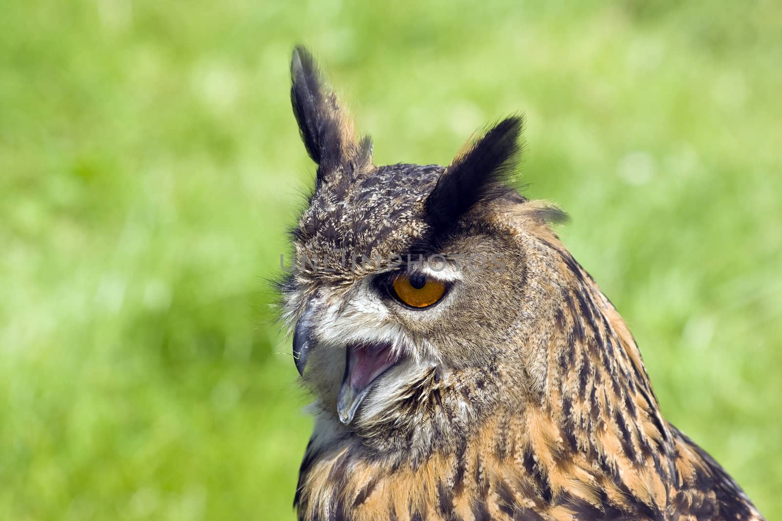 Close up of a Eurasian Eagle Owl (Bubo bubo)