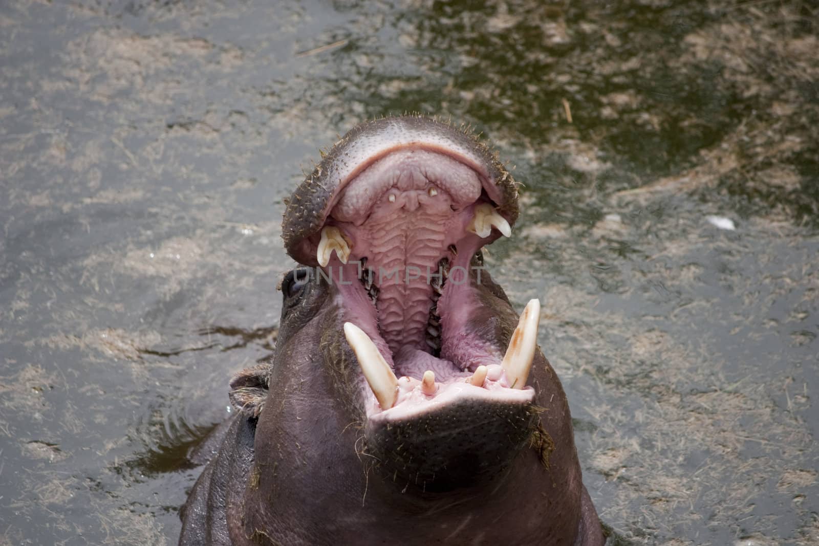 Close up of a Pygmy Hippopotamus (Hexaprotodon liberiensis)