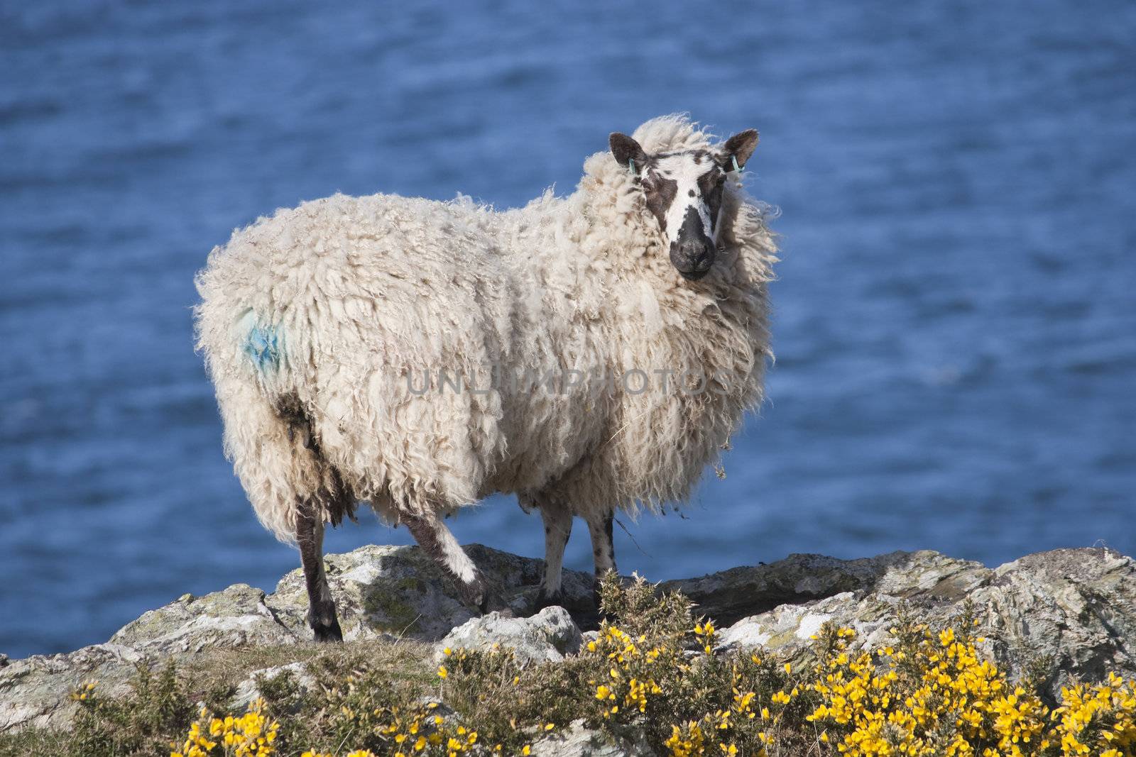 Sheep Red Wharf Bay Anglesey North Wales