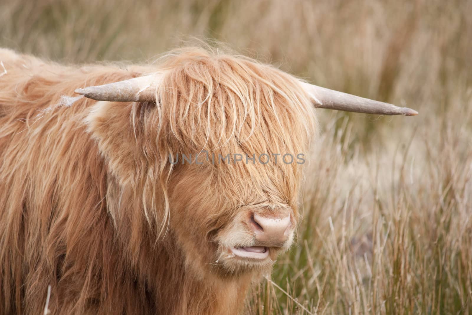 Highland Cow or Kyloe in the Trossachs Scotland