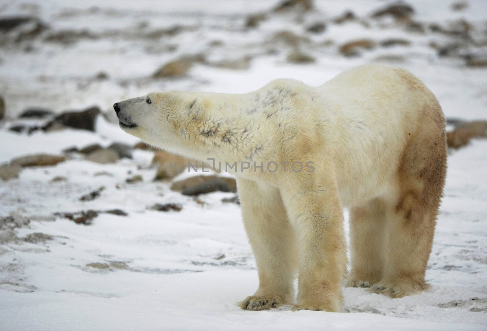 The polar bear sniffs. A portrait of the polar bear smelling air