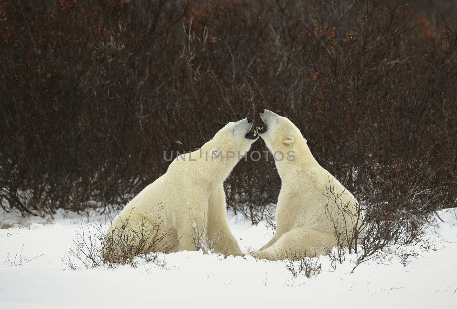 Dialogue of polar bears. Two polar bears have met against a dark bush and are measured by mouths.