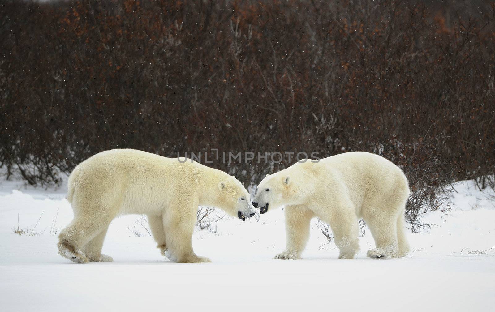 Meeting of two polar bears. Two polar bears have met against a dark bush.