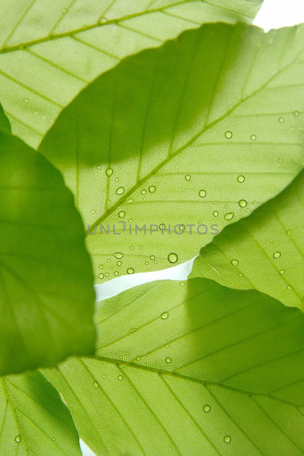 Fresh green leaves with water drops