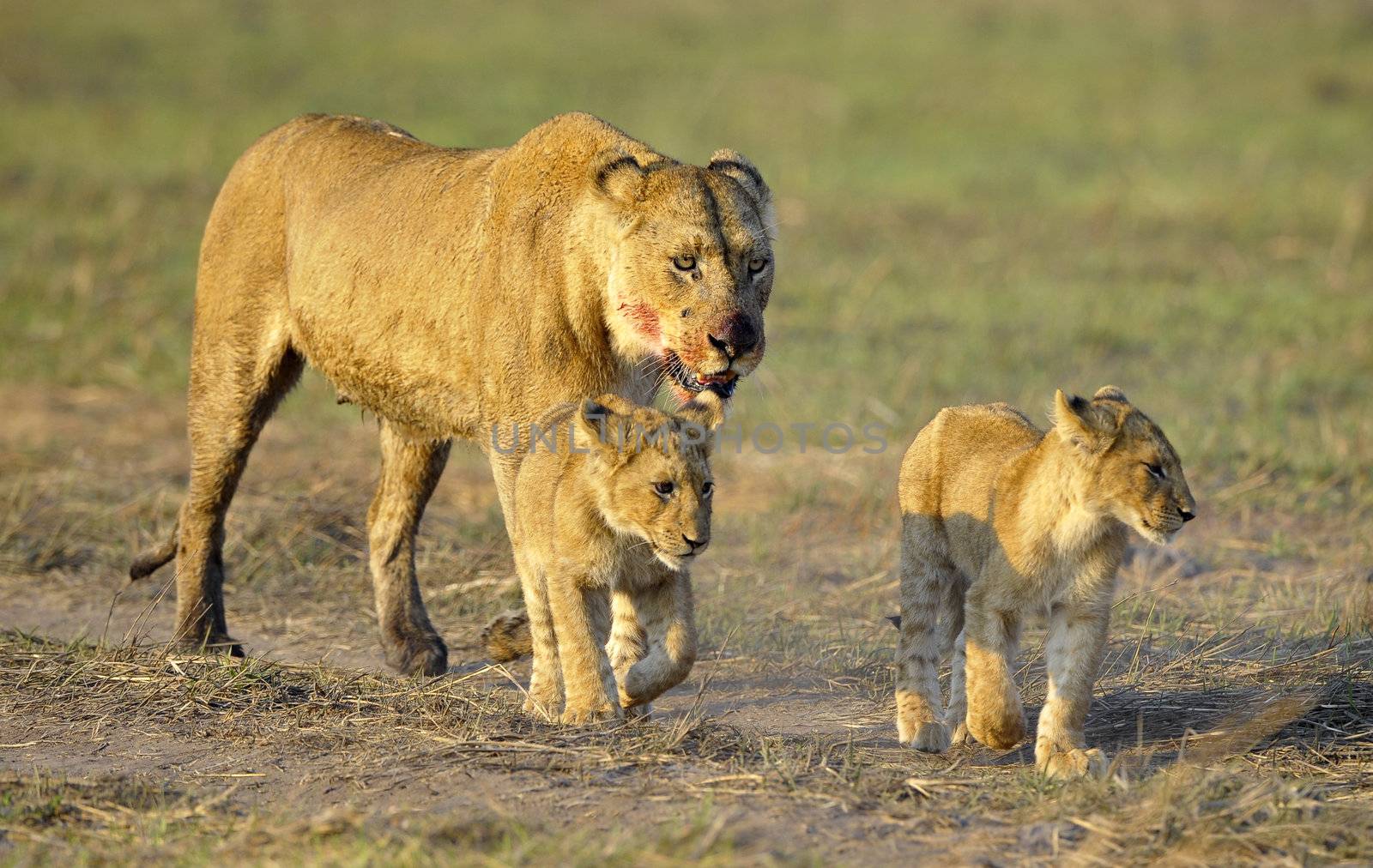 Lioness after hunting with cubs. The lioness with a blood-stained muzzle has returned from hunting to the kids to young lions.