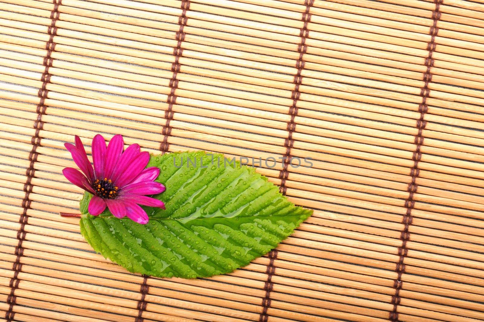 leaf showing spa wellness or zen concept with copyspace