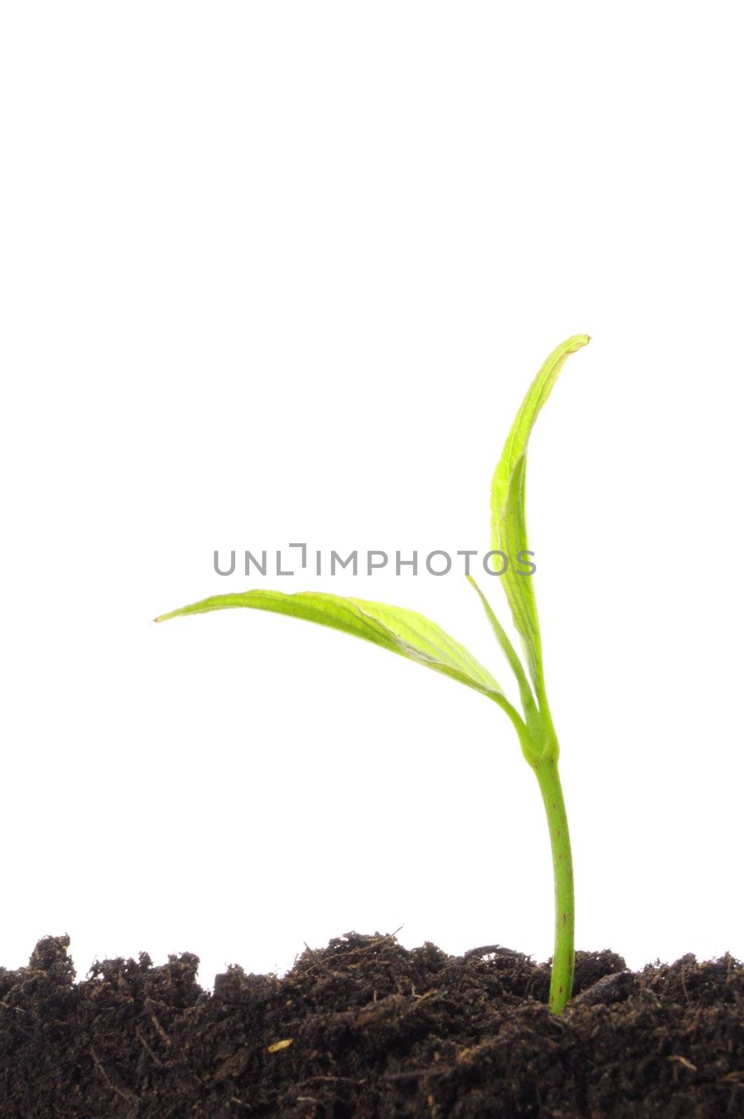 young plant on white with copyspace showing gardening agriculture or growth concept